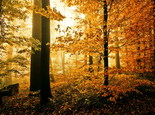 680565 (a): :2030x1500